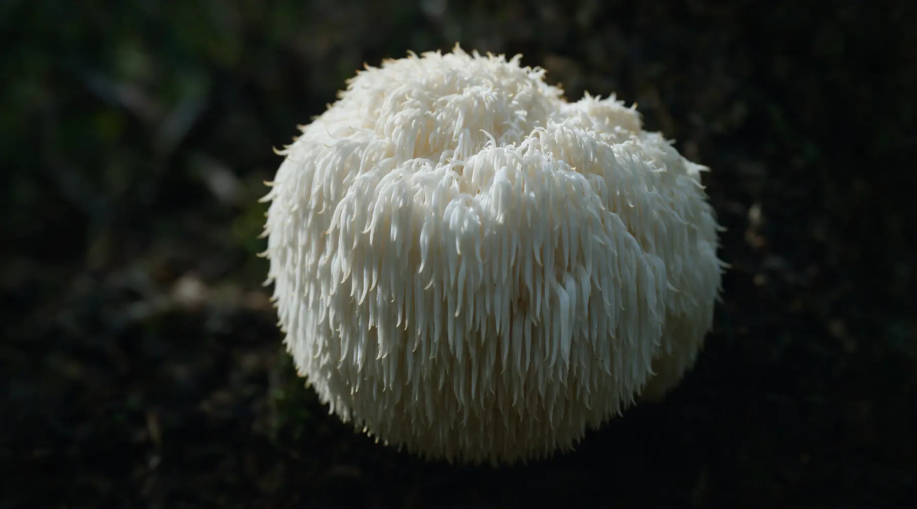 Extreme macro photograph of a real lion's mane mushroom, its cascading white spines visible in detail.